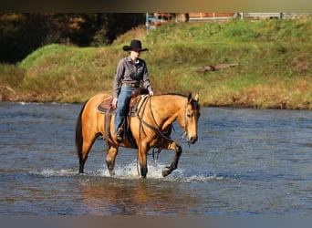 American Quarter Horse, Wallach, 12 Jahre, 152 cm, Buckskin