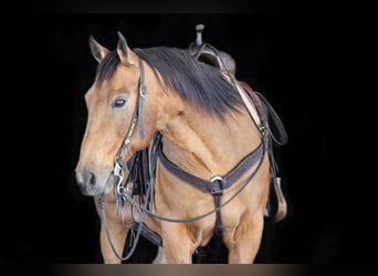American Quarter Horse, Wallach, 12 Jahre, 152 cm, Buckskin