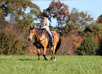 American Quarter Horse, Wallach, 12 Jahre, 152 cm, Buckskin