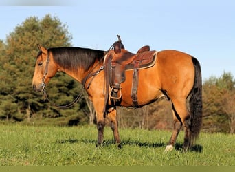 American Quarter Horse, Wallach, 12 Jahre, 152 cm, Buckskin