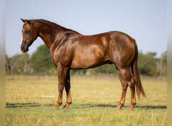 American Quarter Horse, Wallach, 12 Jahre, 152 cm, Dunkelfuchs