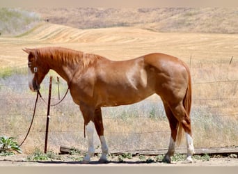 American Quarter Horse, Wallach, 12 Jahre, 152 cm, Dunkelfuchs