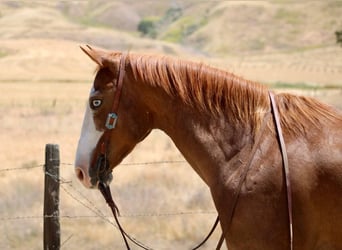 American Quarter Horse, Wallach, 12 Jahre, 152 cm, Dunkelfuchs