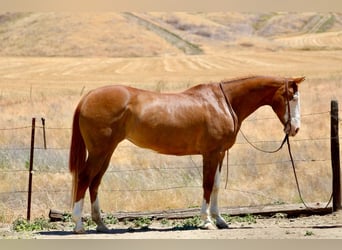 American Quarter Horse, Wallach, 12 Jahre, 152 cm, Dunkelfuchs