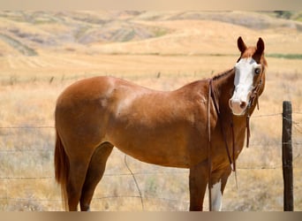 American Quarter Horse, Wallach, 12 Jahre, 152 cm, Dunkelfuchs