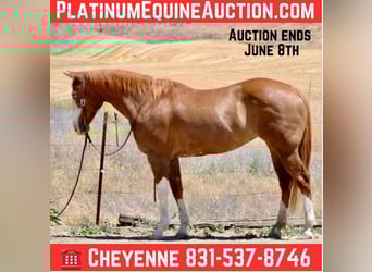 American Quarter Horse, Wallach, 12 Jahre, 152 cm, Dunkelfuchs