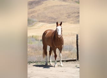 American Quarter Horse, Wallach, 12 Jahre, 152 cm, Dunkelfuchs