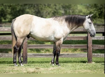 American Quarter Horse, Wallach, 12 Jahre, 152 cm, Falbe