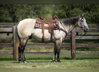 American Quarter Horse, Wallach, 12 Jahre, 152 cm, Falbe