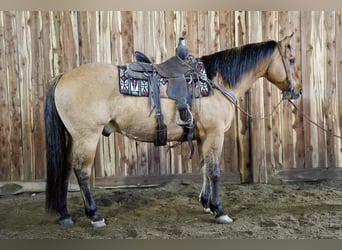 American Quarter Horse Mix, Wallach, 12 Jahre, 152 cm, Falbe