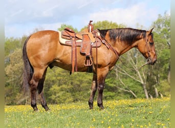 American Quarter Horse, Wallach, 12 Jahre, 152 cm, Falbe