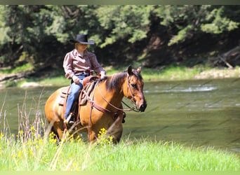 American Quarter Horse, Wallach, 12 Jahre, 152 cm, Falbe