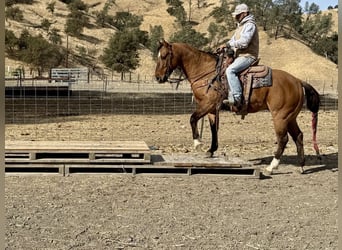 American Quarter Horse, Wallach, 12 Jahre, 152 cm, Falbe