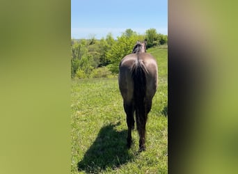 American Quarter Horse, Wallach, 12 Jahre, 152 cm, Grullo