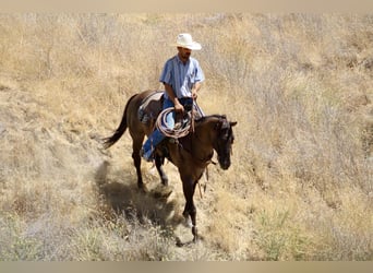 American Quarter Horse, Wallach, 12 Jahre, 152 cm, Grullo