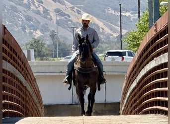American Quarter Horse, Wallach, 12 Jahre, 152 cm, Grullo