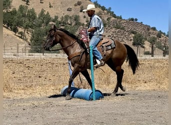 American Quarter Horse, Wallach, 12 Jahre, 152 cm, Grullo