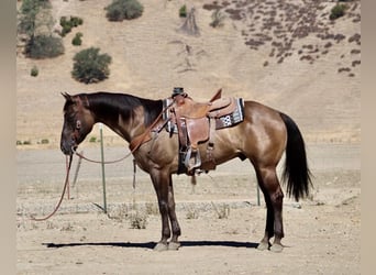 American Quarter Horse, Wallach, 12 Jahre, 152 cm, Grullo