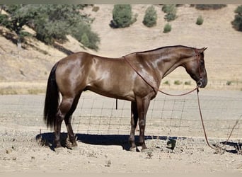 American Quarter Horse, Wallach, 12 Jahre, 152 cm, Grullo