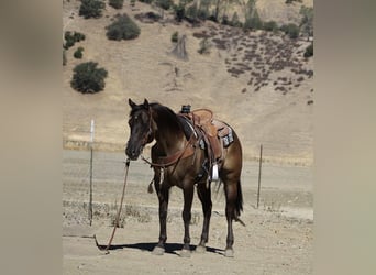 American Quarter Horse, Wallach, 12 Jahre, 152 cm, Grullo