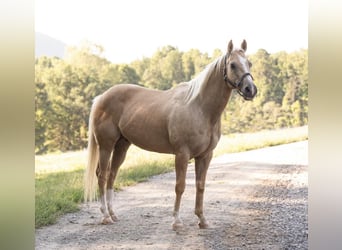 American Quarter Horse, Wallach, 12 Jahre, 152 cm, Palomino