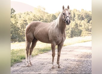 American Quarter Horse, Wallach, 12 Jahre, 152 cm, Palomino