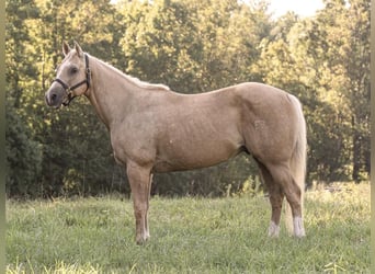 American Quarter Horse, Wallach, 12 Jahre, 152 cm, Palomino