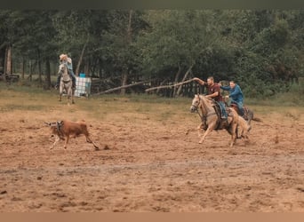 American Quarter Horse, Wallach, 12 Jahre, 152 cm, Palomino