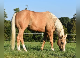 American Quarter Horse, Wallach, 12 Jahre, 152 cm, Palomino
