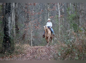 American Quarter Horse, Wallach, 12 Jahre, 152 cm, Palomino
