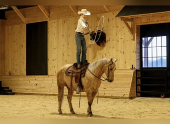 American Quarter Horse, Wallach, 12 Jahre, 152 cm, Palomino