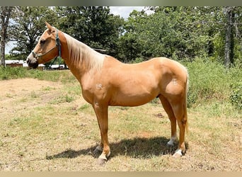 American Quarter Horse, Wallach, 12 Jahre, 152 cm, Palomino