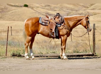 American Quarter Horse, Wallach, 12 Jahre, 152 cm, Palomino