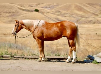 American Quarter Horse, Wallach, 12 Jahre, 152 cm, Palomino