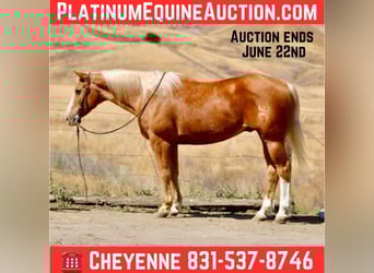 American Quarter Horse, Wallach, 12 Jahre, 152 cm, Palomino