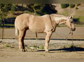 American Quarter Horse, Wallach, 12 Jahre, 152 cm, Palomino
