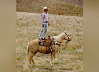American Quarter Horse, Wallach, 12 Jahre, 152 cm, Palomino