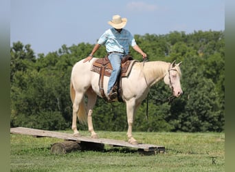 American Quarter Horse, Wallach, 12 Jahre, 152 cm, Perlino