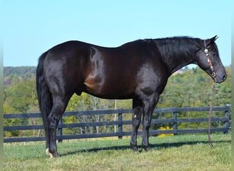 American Quarter Horse, Wallach, 12 Jahre, 152 cm, Rappe