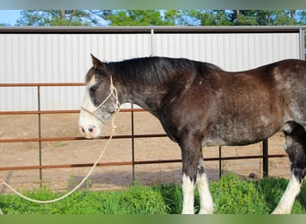 American Quarter Horse, Wallach, 12 Jahre, 152 cm, Rappe