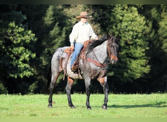 American Quarter Horse, Wallach, 12 Jahre, 152 cm, Roan-Bay