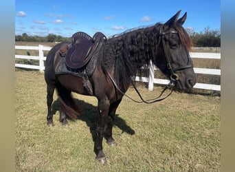 American Quarter Horse, Wallach, 12 Jahre, 152 cm, Roan-Bay