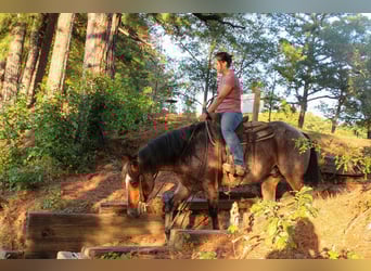 American Quarter Horse, Wallach, 12 Jahre, 152 cm, Roan-Bay