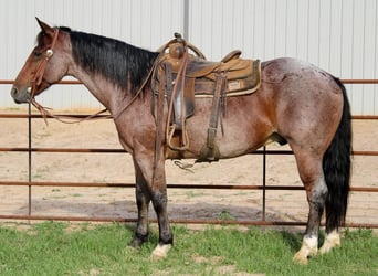 American Quarter Horse, Wallach, 12 Jahre, 152 cm, Roan-Bay