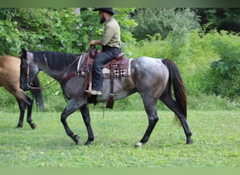 American Quarter Horse, Wallach, 12 Jahre, 152 cm, Roan-Blue