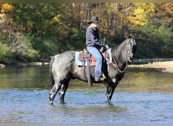 American Quarter Horse, Wallach, 12 Jahre, 152 cm, Roan-Blue