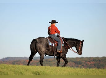 American Quarter Horse, Wallach, 12 Jahre, 152 cm, Roan-Blue