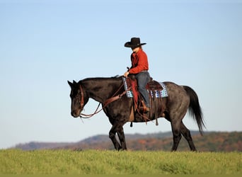 American Quarter Horse, Wallach, 12 Jahre, 152 cm, Roan-Blue