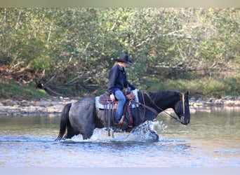 American Quarter Horse, Wallach, 12 Jahre, 152 cm, Roan-Blue