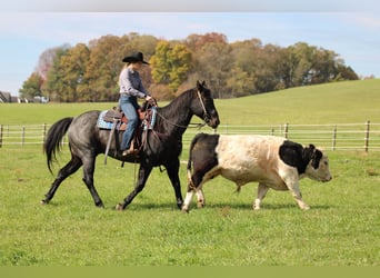 American Quarter Horse, Wallach, 12 Jahre, 152 cm, Roan-Blue
